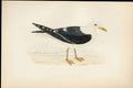 Antique Print F O Morris Hand Coloured Birds Lesser Black Backed Gull Bird A