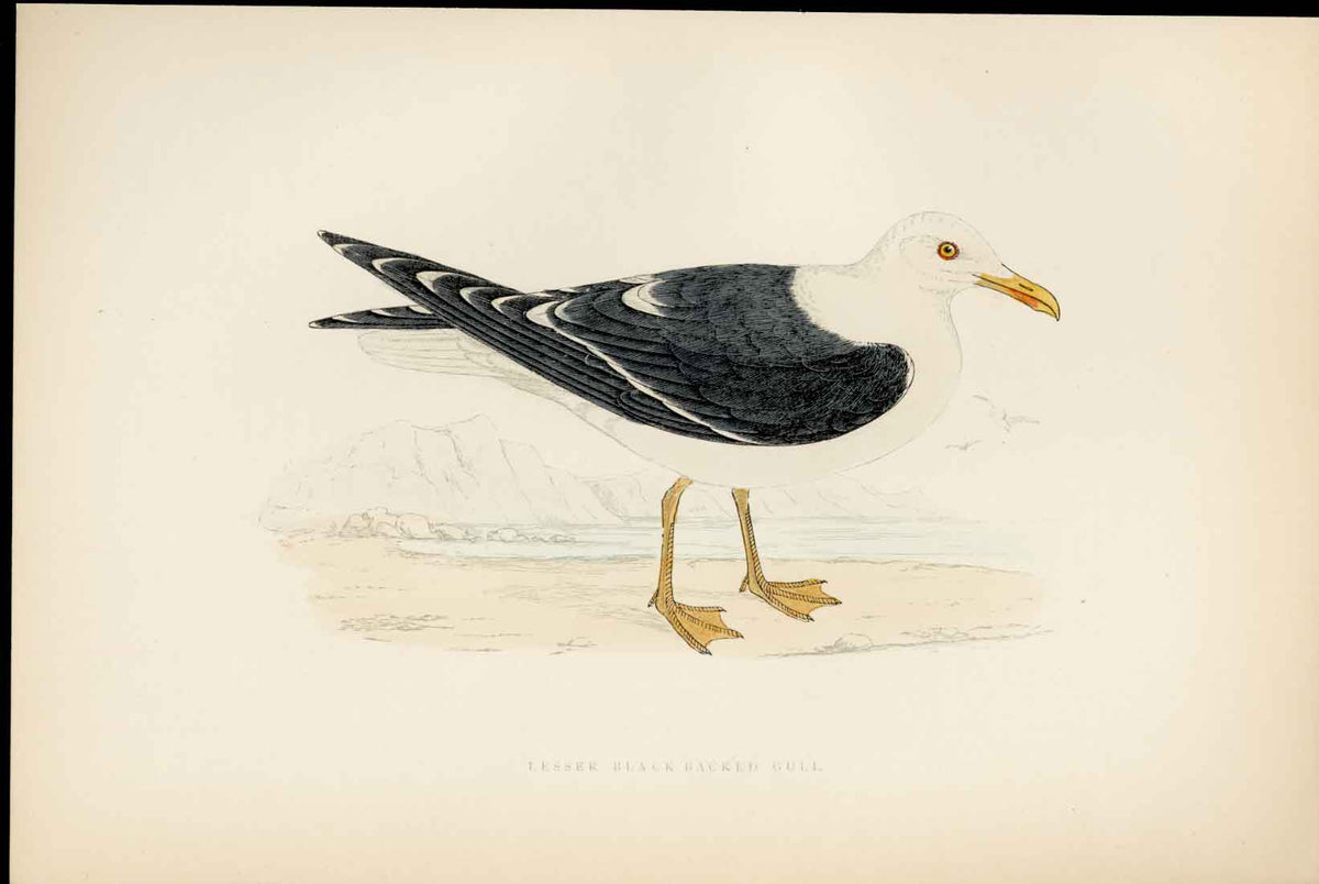 Antique Print F O Morris Hand Coloured Birds Lesser Black Backed Gull Bird A