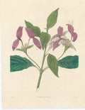 Original Old Antique Print Hand Coloured C1850 Botanical *34 0 19th