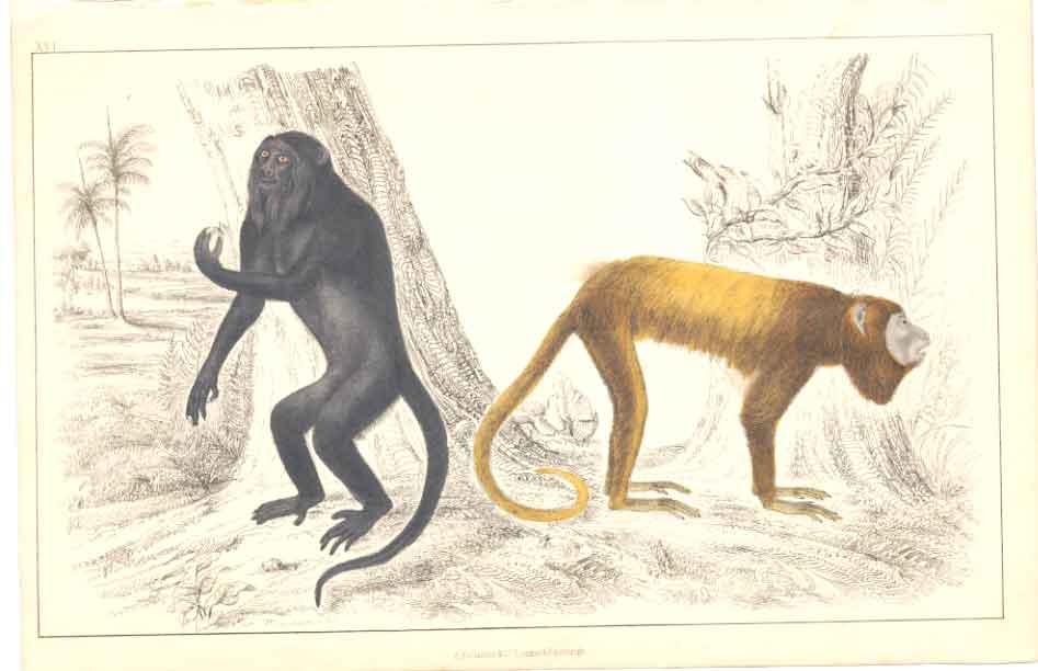 Original Old Antique Print H/C 1852 Gsmit Royal & Gen Howler 19th