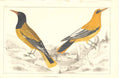 Original Old Antique Print H/C Birds 1852 Gsmith Oriel 19th Century