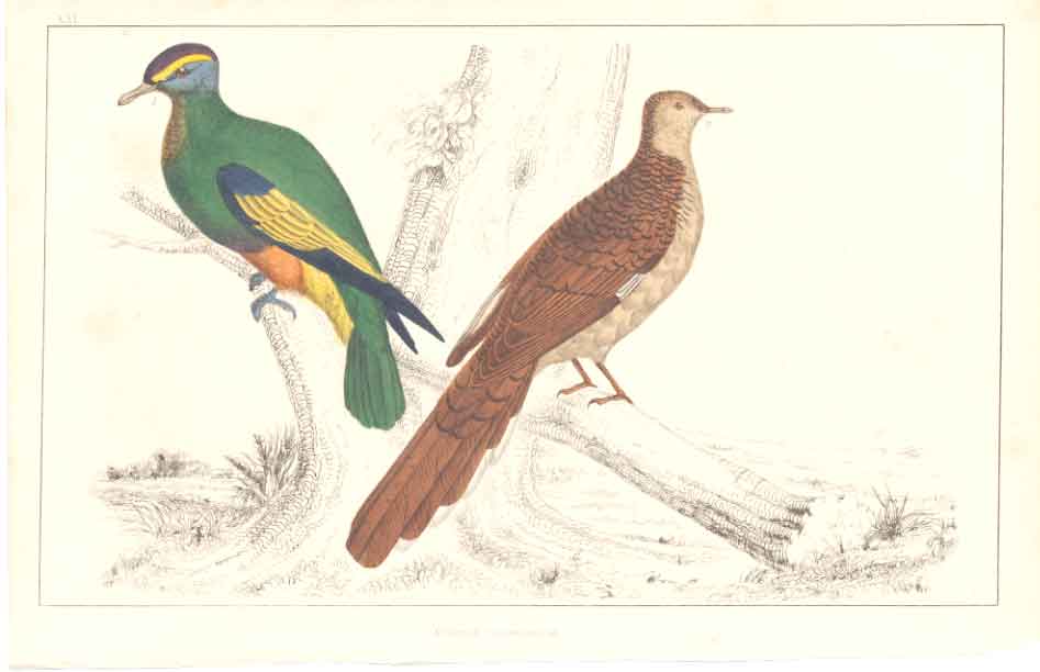Original Old Antique Print H/C Birds 1852 Gsmith Pigeons 19th Century
