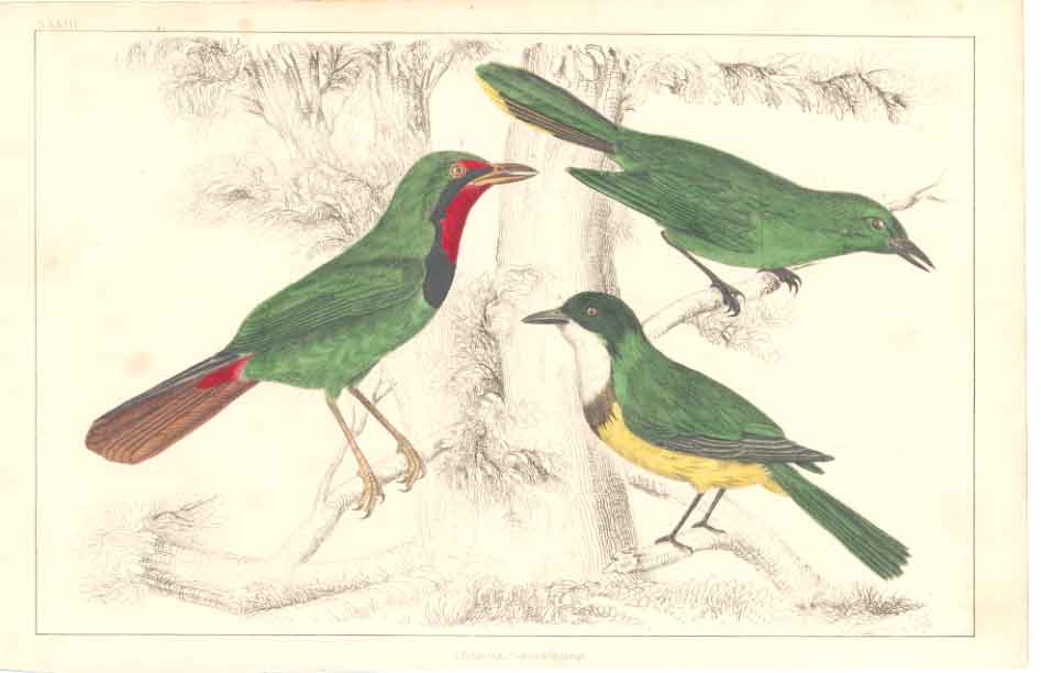 Original Old Antique Print H/C Birds 1852 Green Balck & White Thrush Victorian
