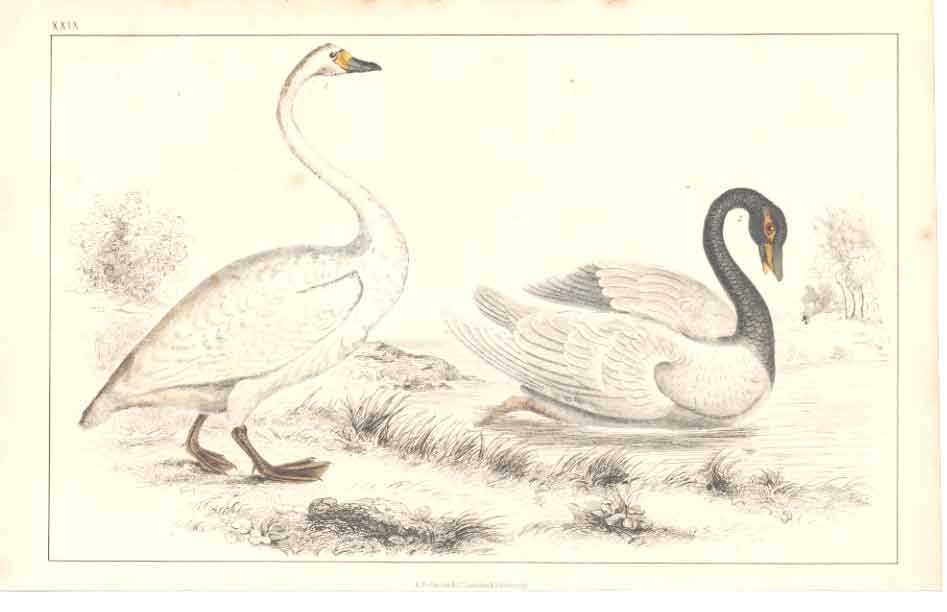 Original Old Antique Print H/C Birds 1852 Brwick & Blackneck Swans Victorian