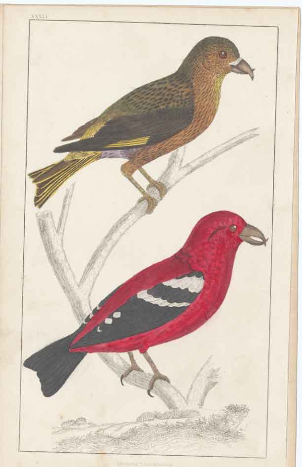 Original Old Antique Print H/C Birds 1852 Gsmith Horsfields Eurylaime Victorian