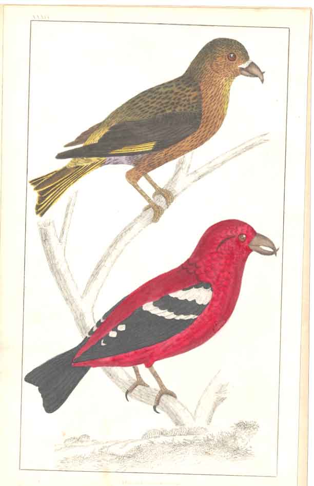 Original Old Antique Print H/C Birds 1852 Gsmith American Crossbill Victorian