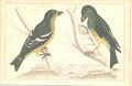 Original Old Antique Print H/C Birds 1852 Gsmith White Wing Crossbill Victorian