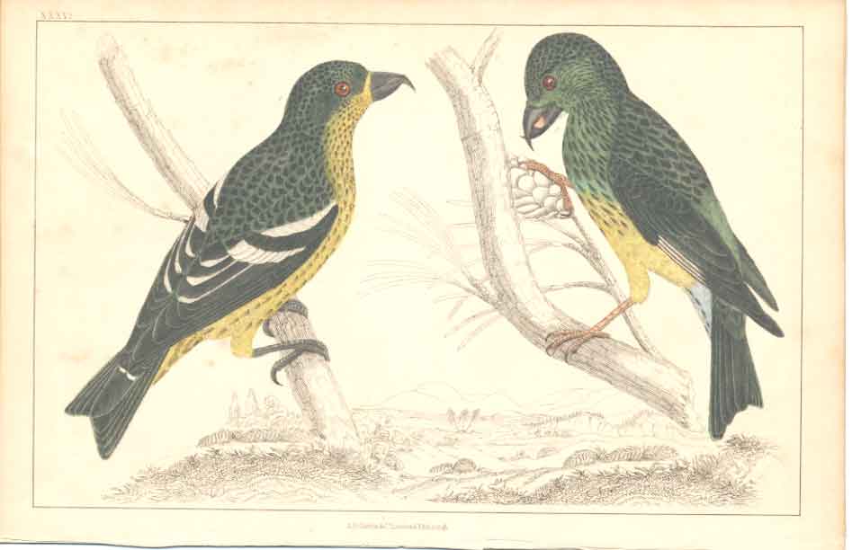 Original Old Antique Print H/C Birds 1852 Gsmith White Wing Crossbill Victorian
