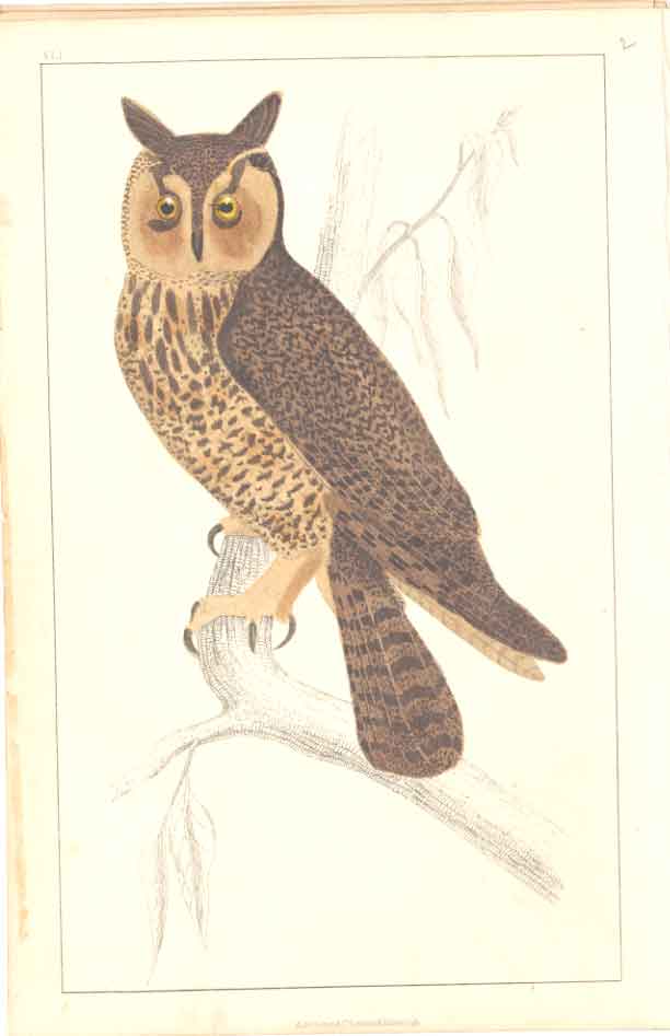 Original Old Antique Print H/C Birds 1852 Gsmith Owl 19th Century
