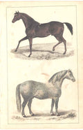 Original Old Antique Print H/C 1852 Gsmith Race Horse Cart HorseVictorian