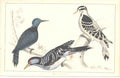 Original Old Antique Print H/C Birds 1852 Woodpecker & Red Cockade Victorian