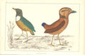 Original Old Antique Print H/C Birds 1852 Gsmith Macklot Giant Breve Victorian