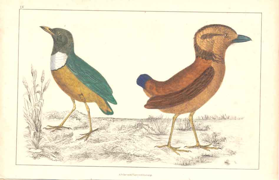 Original Old Antique Print H/C Birds 1852 Gsmith Macklot Giant Breve Victorian