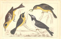 Original Old Antique Print H/C Birds 1852 Maryland & Kentucky Warblers Victorian