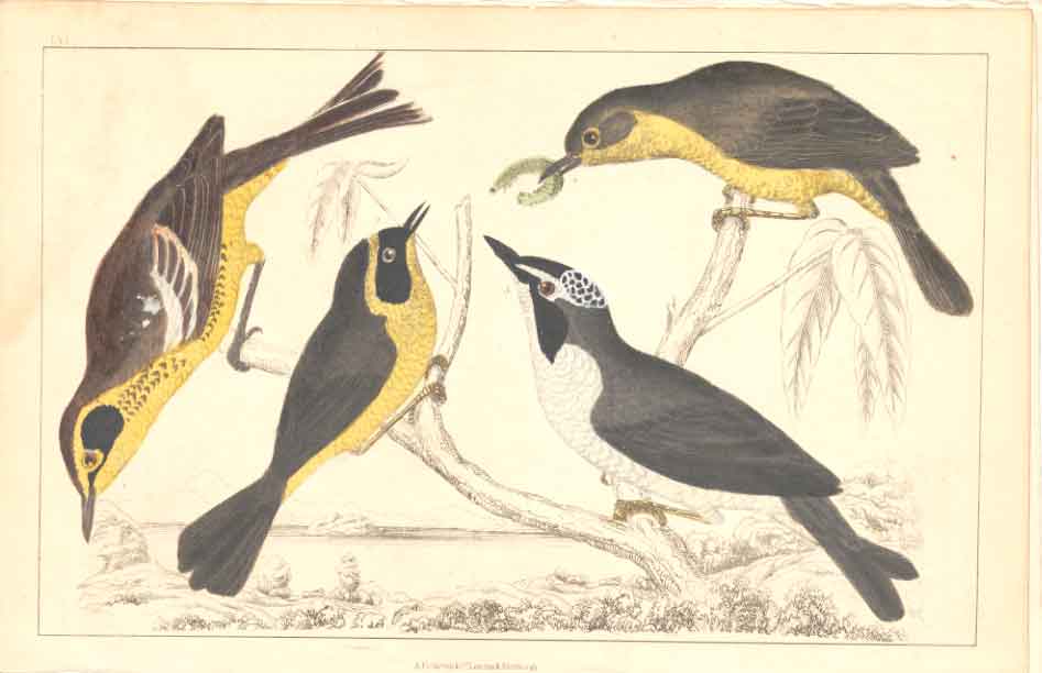 Original Old Antique Print H/C Birds 1852 Maryland & Kentucky Warblers Victorian