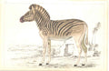 Original Old Antique Print H/C 1852 Gsmith Female Datiw 19th Century