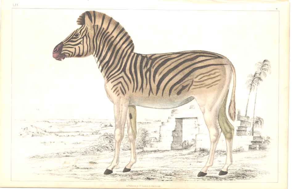 Original Old Antique Print H/C 1852 Gsmith Female Datiw 19th Century