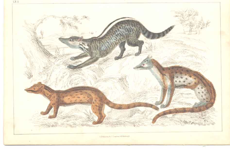 Original Old Antique Print H/C 1852 Gsmith Zibet Fossane Genet 19th