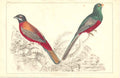 Original Old Antique Print H/C Birds 1852 GsmithSpecies Trogon 19th