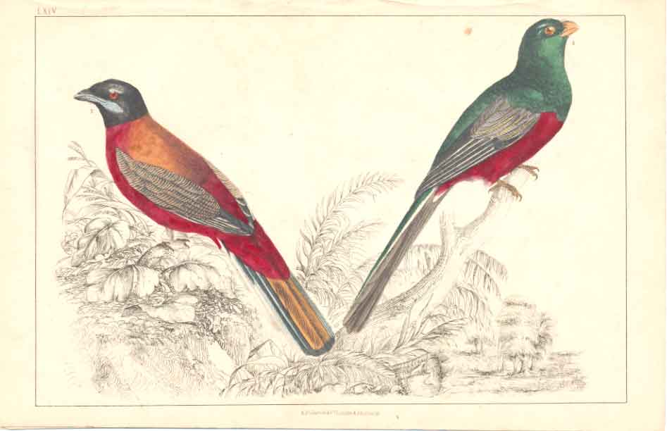Original Old Antique Print H/C Birds 1852 GsmithSpecies Trogon 19th