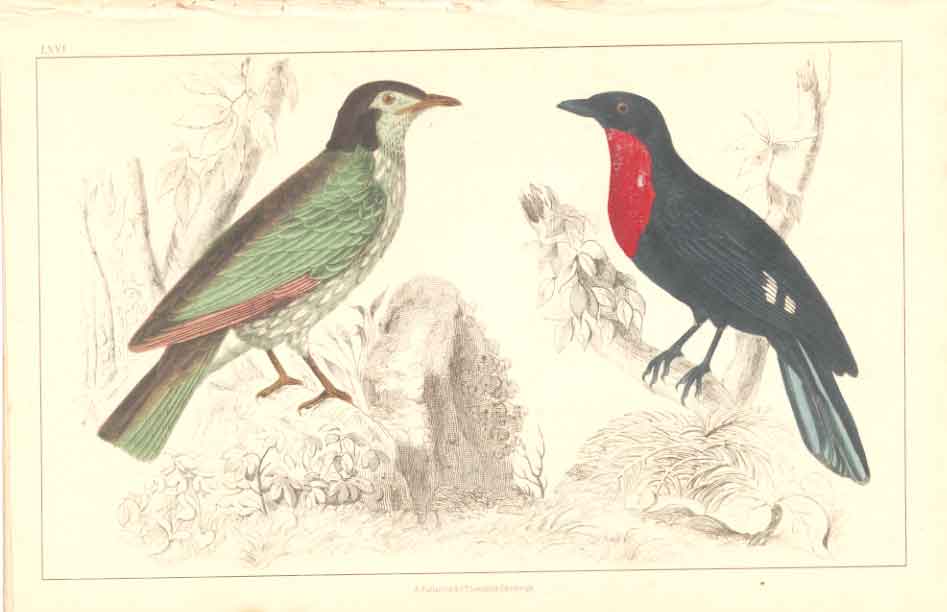 Original Old Antique Print H/C Birds 1852 Summer Bird & Red Breast Crow 19th