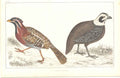 Original Old Antique Print H/C Birds 1852 Gsmith Long Tail Quail 19th