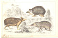 Original Old Antique Print H/C 1852 Gsmith Hedgehog TendracTenrecVictorian