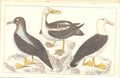 Original Old Antique Print H/C Birds 1852 GsmithSpecies Albatross Victorian