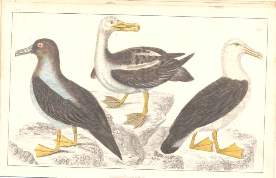 Original Old Antique Print H/C Birds 1852 GsmithSpecies Albatross Victorian