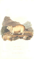 Original Old Antique Print Natural History C1825 The Bobac 19th Century