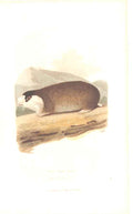 Original Old Antique Print Natural History C1825 Cape Rat 19th Century