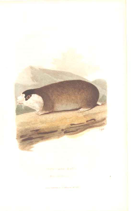 Original Old Antique Print Natural History C1825 Cape Rat 19th Century