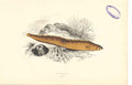 Original Old Antique Print Fish C1880 H/C Natural History Butterfish 0 Victorian