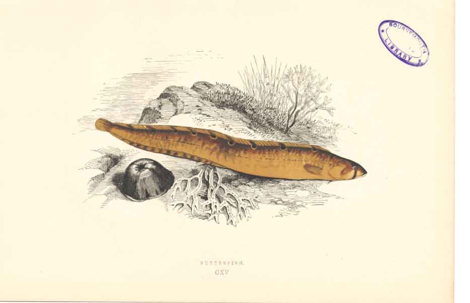 Original Old Antique Print Fish C1880 H/C Natural History Butterfish 0 Victorian