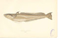 Original Old Antique Print Fish C1880 H/C Blenoid Forkbeard 0 19th