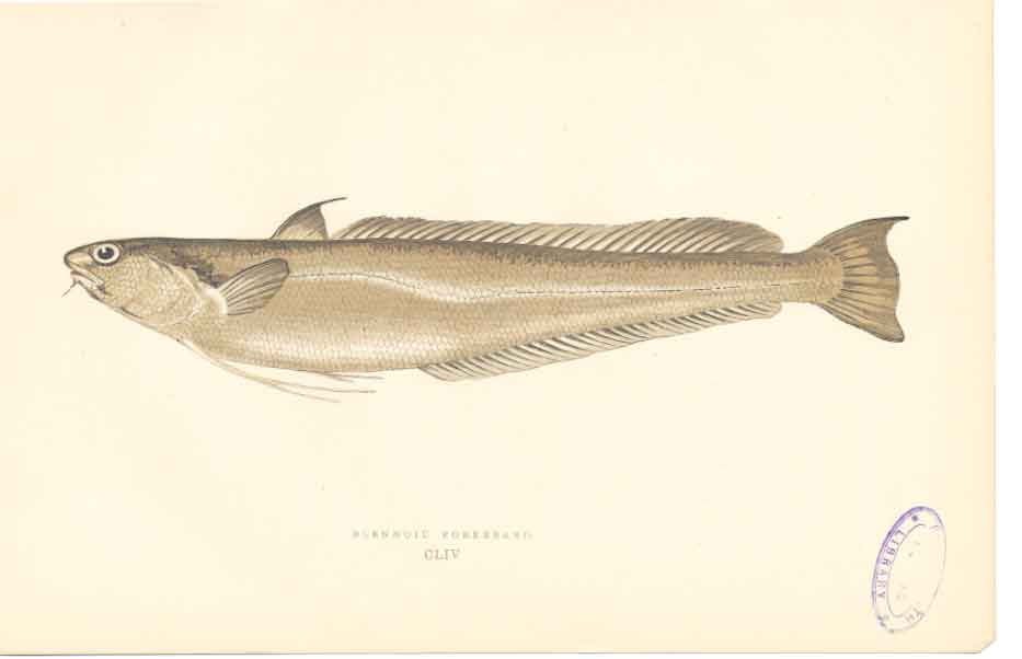 Original Old Antique Print Fish C1880 H/C Blenoid Forkbeard 0 19th