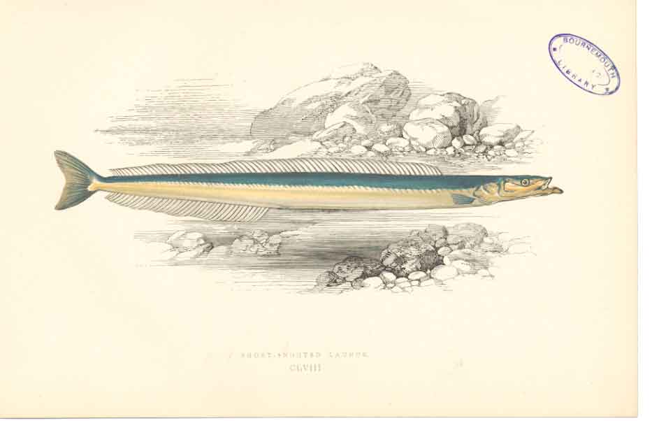 Original Old Antique Print Fish C1880 H/C Short Snouted Launce 0 19th