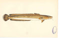 Original Old Antique Print C1880 H/C Natural History Fish Ling 0 19th