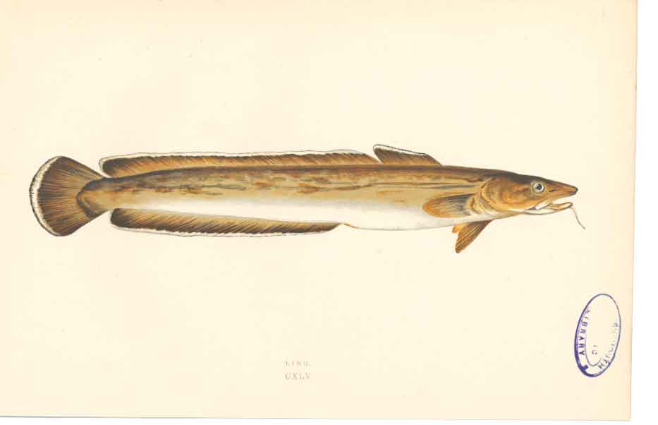 Original Old Antique Print C1880 H/C Natural History Fish Ling 0 19th