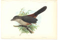 Original Old Antique Print H/C Birds 1876 Lathria Liropygialis 19th
