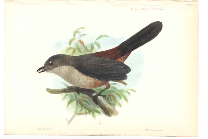 Original Old Antique Print H/C Birds 1876 Lathria Liropygialis 19th