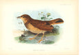 Original Old Antique Print H/C Birds 1883 Mirafra Torrida 0 19th