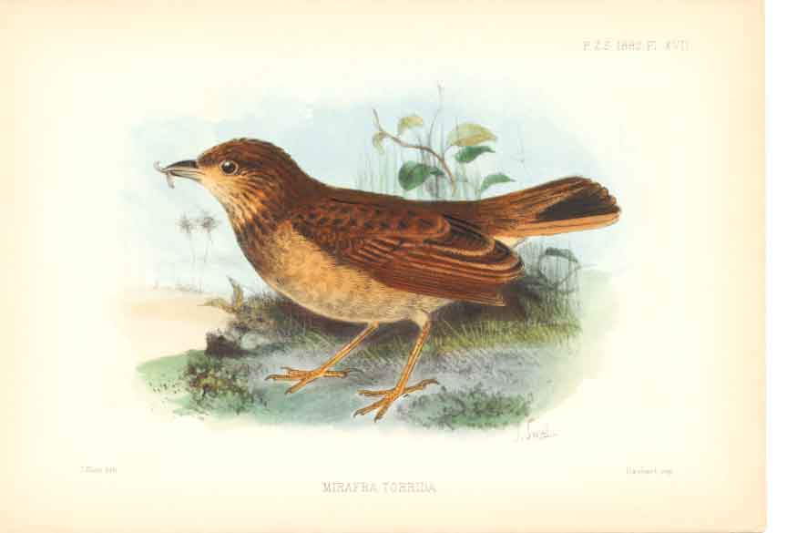 Original Old Antique Print H/C Birds 1883 Mirafra Torrida 0 19th