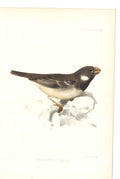 Original Old Antique Print H/C Birds 1869 Neorhynchus Maseus 0 19th