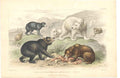 Original Old Antique Print Gsmith H/C 1859 Bears Grisley Polar Black Victorian