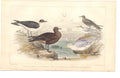 Original Old Antique Print Gsmith H/C 1859 Birds Gulls & Terns 19th