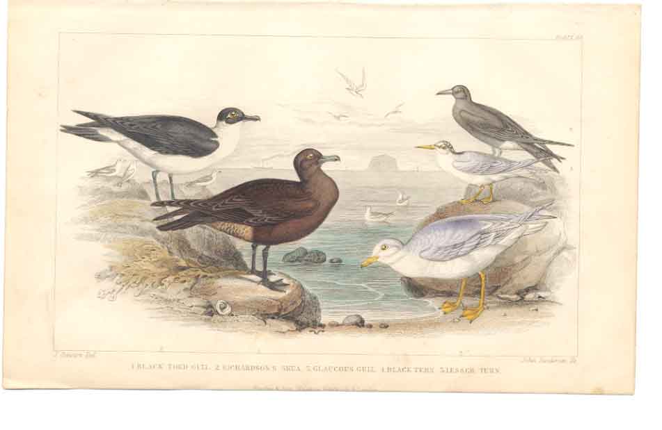 Original Old Antique Print Gsmith H/C 1859 Birds Gulls & Terns 19th