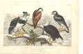 Original Old Antique Print Gsmith H/C 1859 BirdsEagles 19th Century