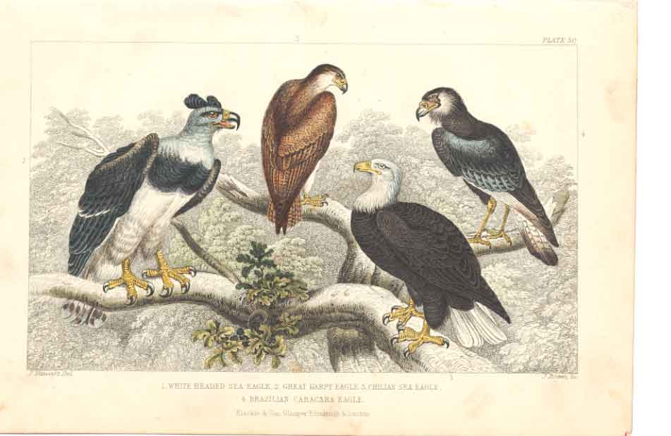 Original Old Antique Print Gsmith H/C 1859 BirdsEagles 19th Century