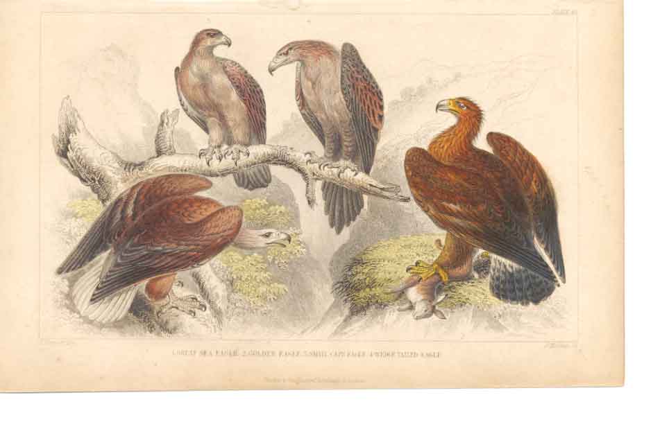 Original Old Antique Print Gsmith H/C 1859 Birds Sea Eagle Gen Cap 0 Victorian